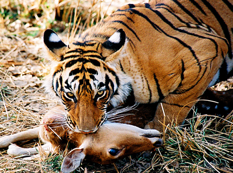 ranthambore tiger kill deer