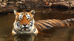 Machli Tigress-Lady of Lake